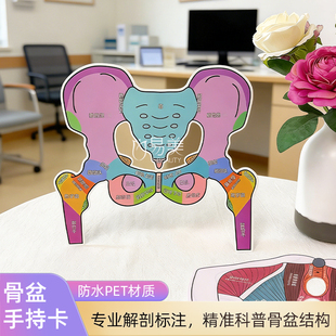 饰 产后康复骨盆结构卡片卡通可视化教具产康师医患沟通科普神器装
