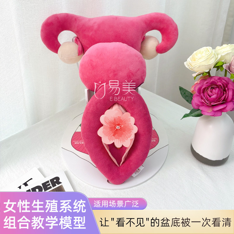 女性生殖系统组合教学模型秒懂式私密科普组合公仔医学教育产康店