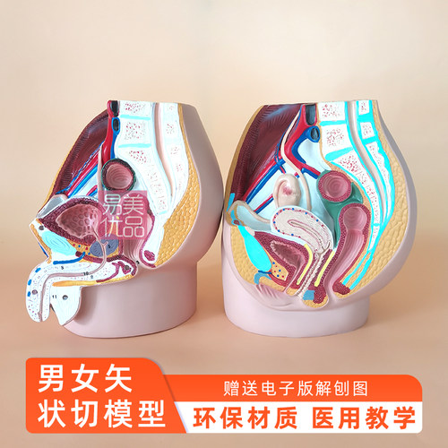 人体矢状切解剖模型医学教学实验观察环保材质教育性生殖泌尿系统