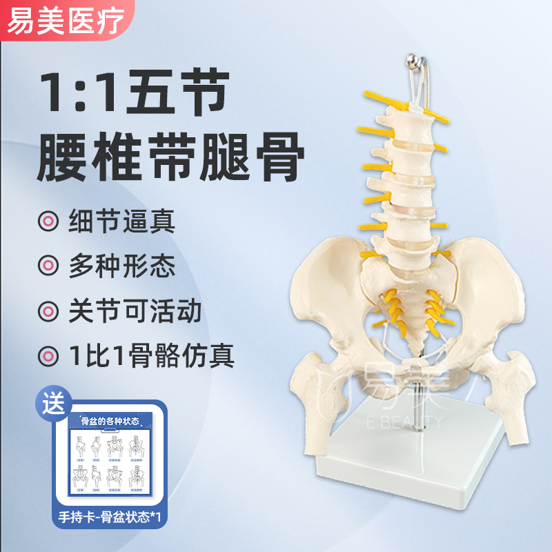 小骨盆迷你模型腰椎动态教具模型