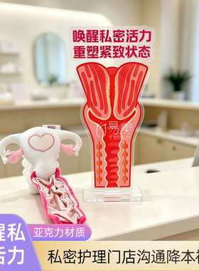 私密护理门店桌面摆件唤醒私密活力亚克力科普教具门店场景景装饰