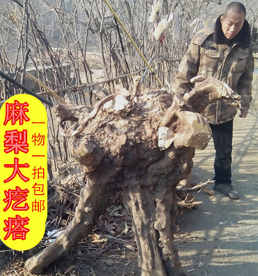 麻梨疙瘩火琉璃原料/干料/湿料/大个/摄影背景/倒流香