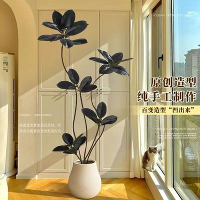 【自营】橡皮树黑金刚可水培土培室内绿植四季阳台室内好看植物