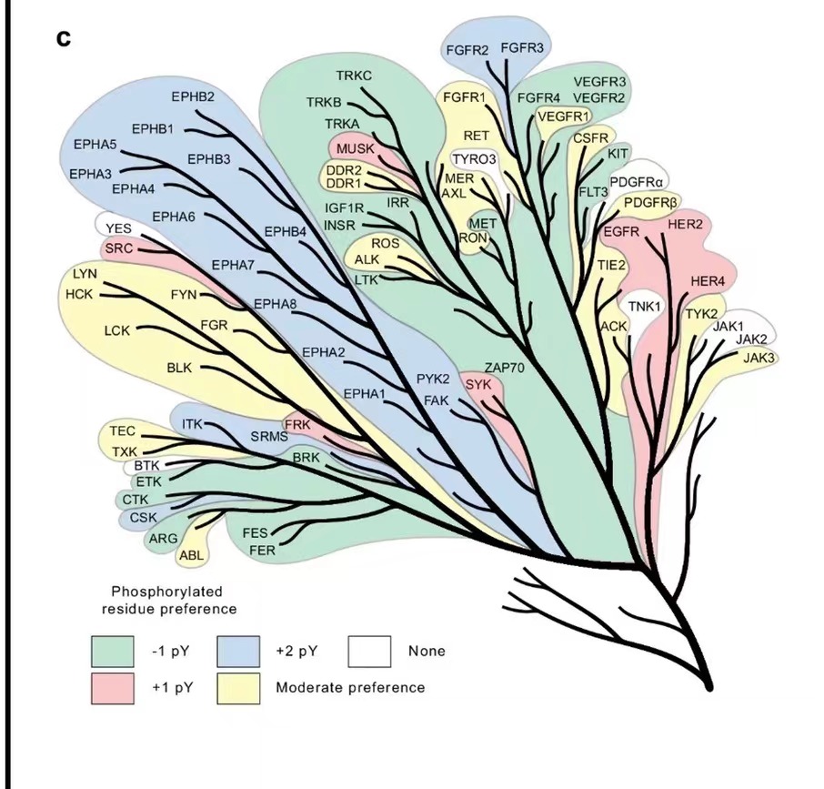 个人】r语言生信单细胞转录组微生物绘图医学统计微生物生存SPSS