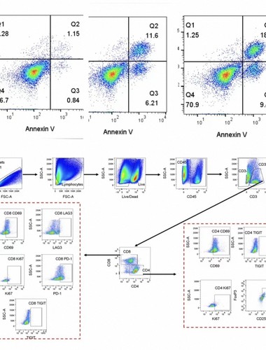 Flowjo多色流式数据分析补偿调节图形优化T-SNE UMAP降维聚类分析