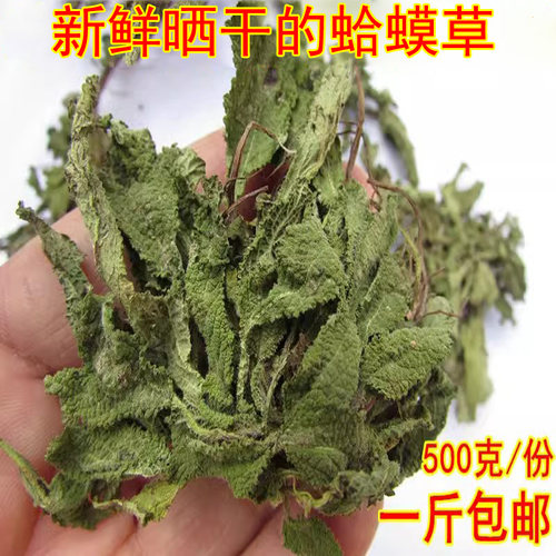 蛤蟆草新鲜晒干雪见草