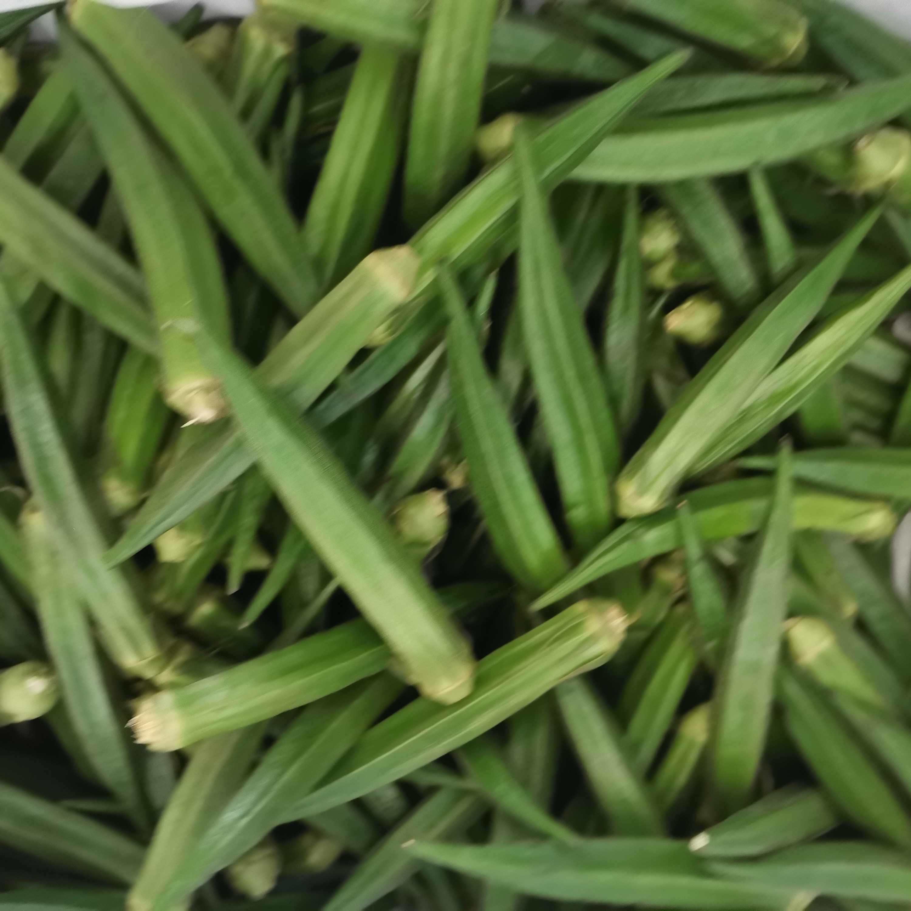 云南新鲜蔬菜顺丰包邮秋葵现摘现发农家自种嫩脆可口昆明特产美食