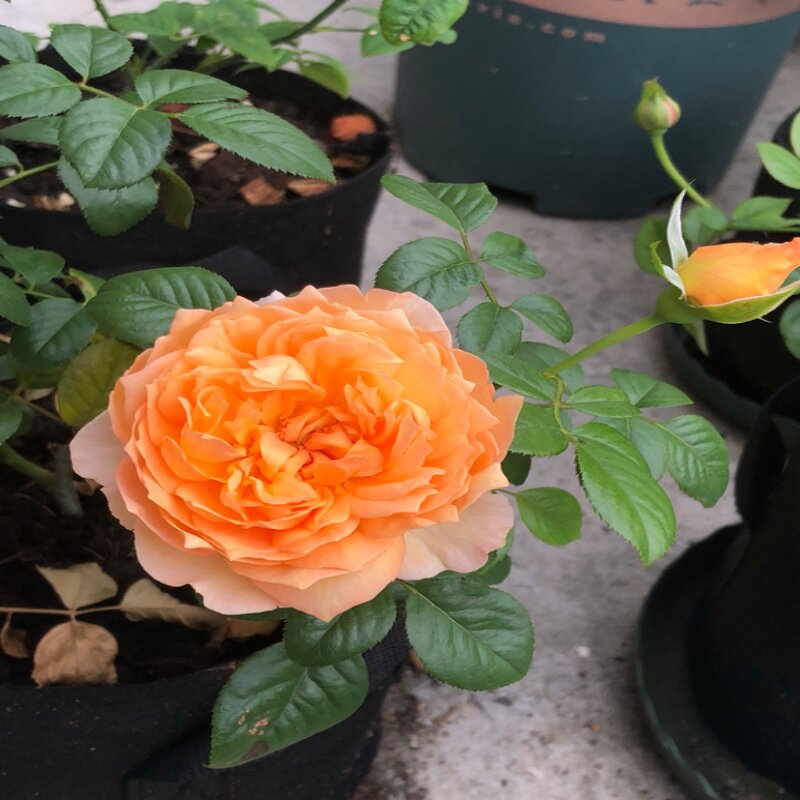 德国丹陶出品月季强香灌木品种扦插苗卡普里安纳普尔那 耐热推荐