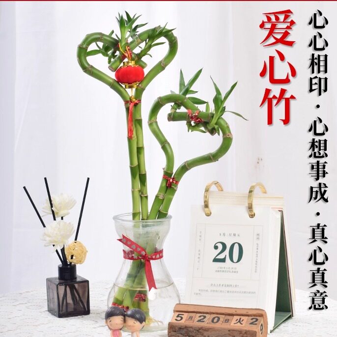 【新店热销】带根心形富贵竹水培室内办公室常绿绿植好养懒人盆栽