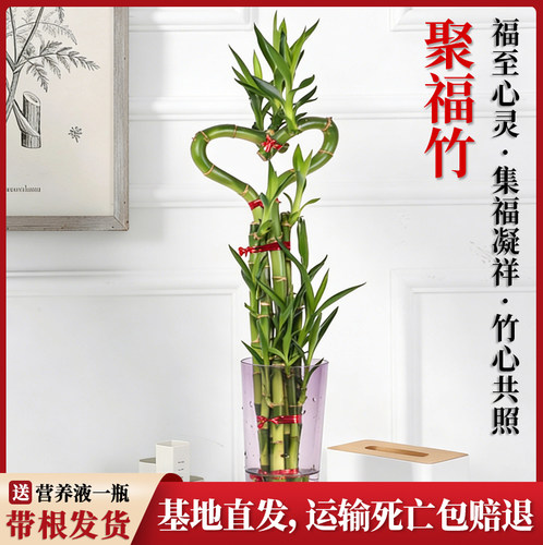 聚福富贵竹家居百搭净化空气水培