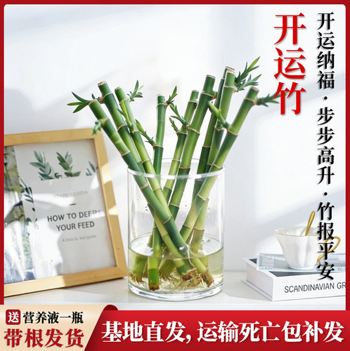 20cm带根迷你开运竹室内桌面绿植