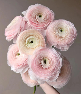 洋牡丹「河内」5支 2单中通3单顺丰