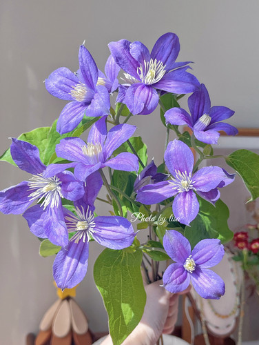 星河铁线莲1扎（花蔓基地）