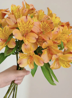 六出花「橙色」1扎（0度地区拍保温·否则冻坏不售后）