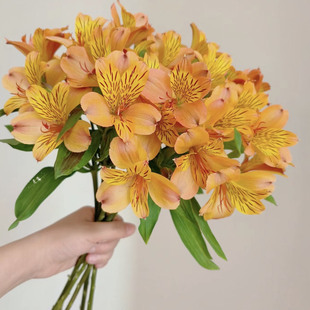 六出花「橙色」1扎（0度地区拍保温·否则冻坏不售后）