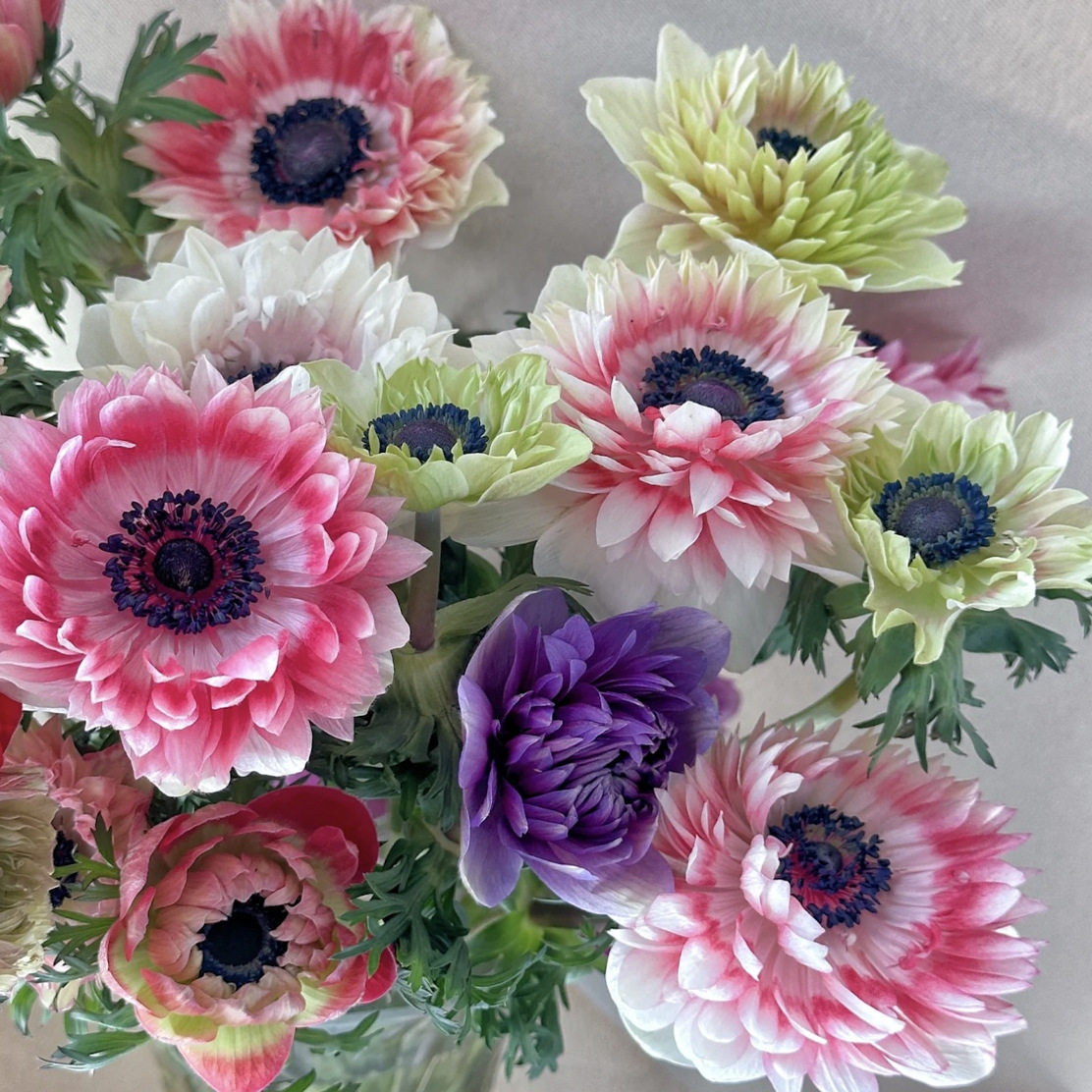 短腿「重瓣银莲花」1扎（0度地区拍保温，冻坏不售后）,鲜花速递/花卉仿真/绿植园艺,花材,淘宝优惠券,粉丝福利购,淘宝优惠卷