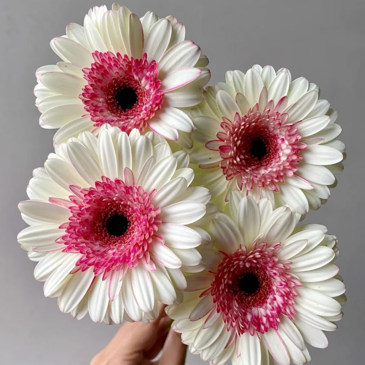 方德 非洲菊「玛丽猫」10支（2单包邮）