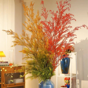 2单中通·3单顺丰 秋天爆款 「千层金」1m～1.2m