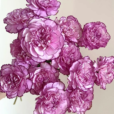 康乃馨「紫霞仙子」20支（2单中通3单顺丰）