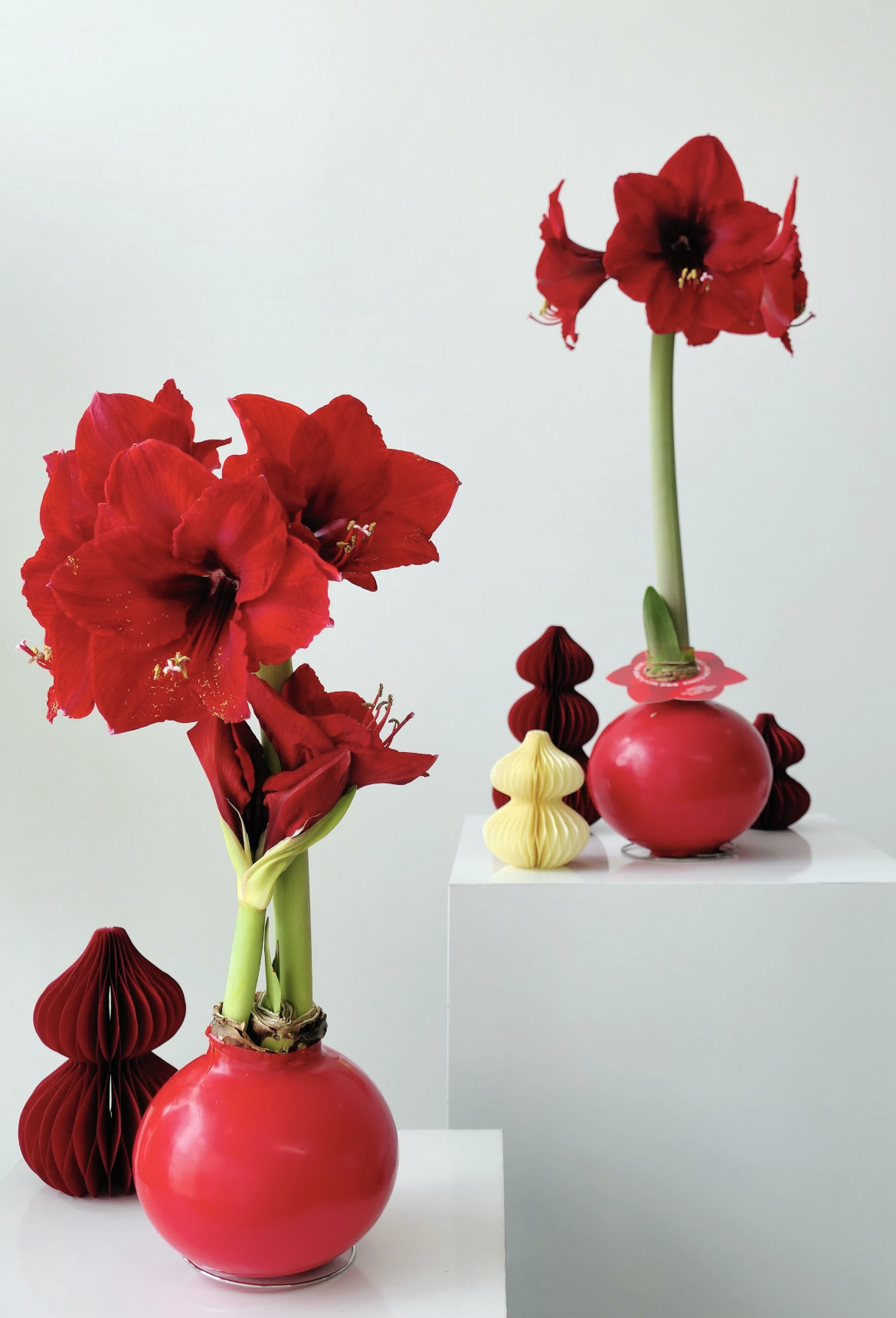 「蜡球朱顶红」注定红-红狮朱顶红种球,鲜花速递/花卉仿真/绿植园艺,花材,淘宝优惠券,粉丝福利购,淘宝优惠卷