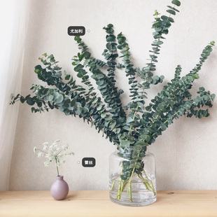 配叶「尤加利叶」 2单中通·3单顺丰