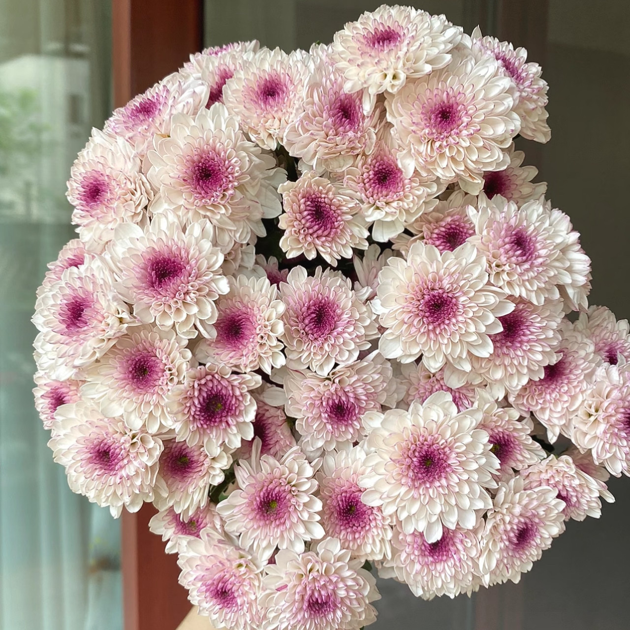 小雏菊「马蒂斯」10支 （0度地区拍保温·否则冻坏不售后）,鲜花速递/花卉仿真/绿植园艺,花材,淘宝优惠券,粉丝福利购,淘宝优惠卷