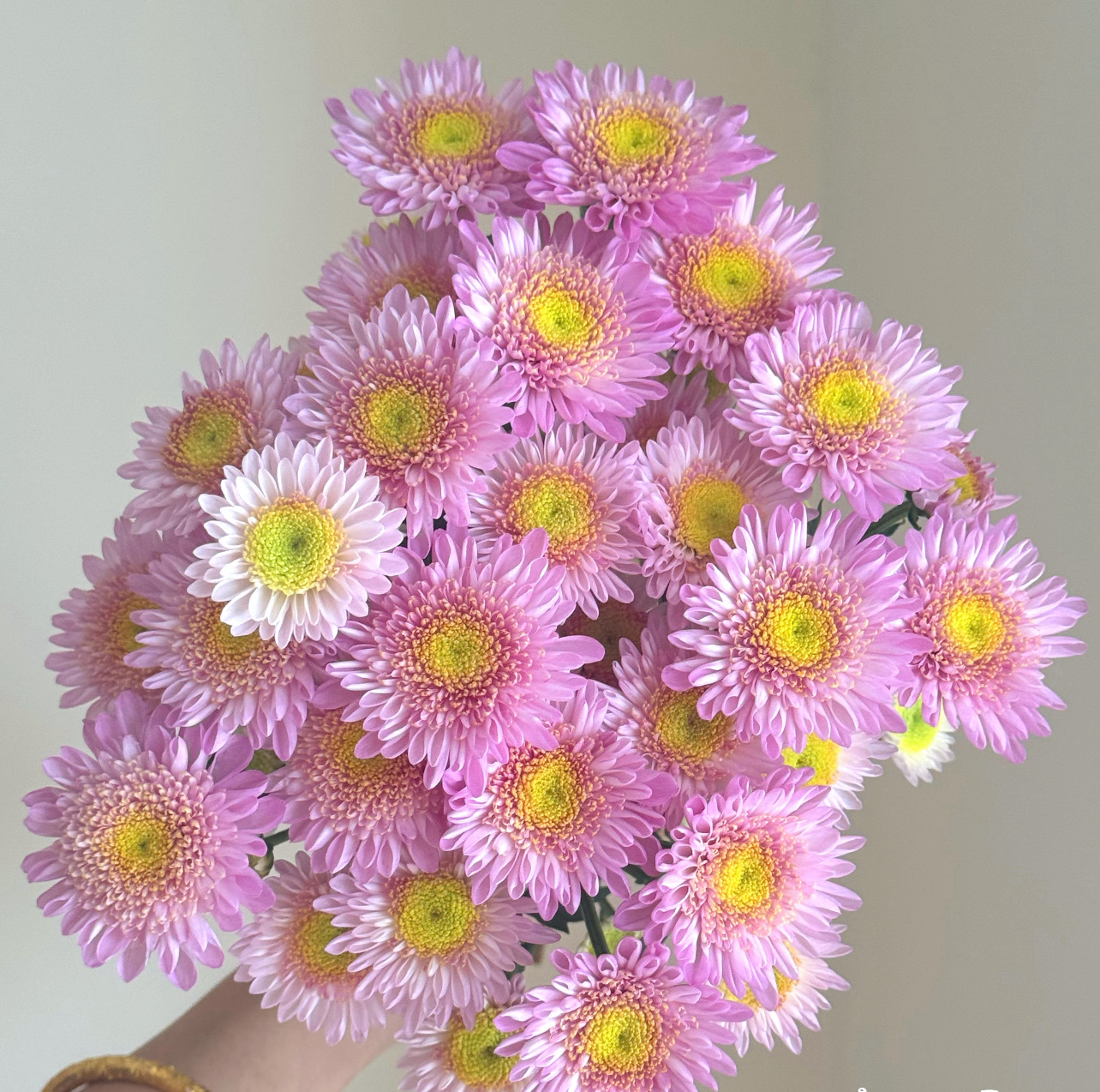 小雏菊「烟霞」10支（2单中通3单顺丰）