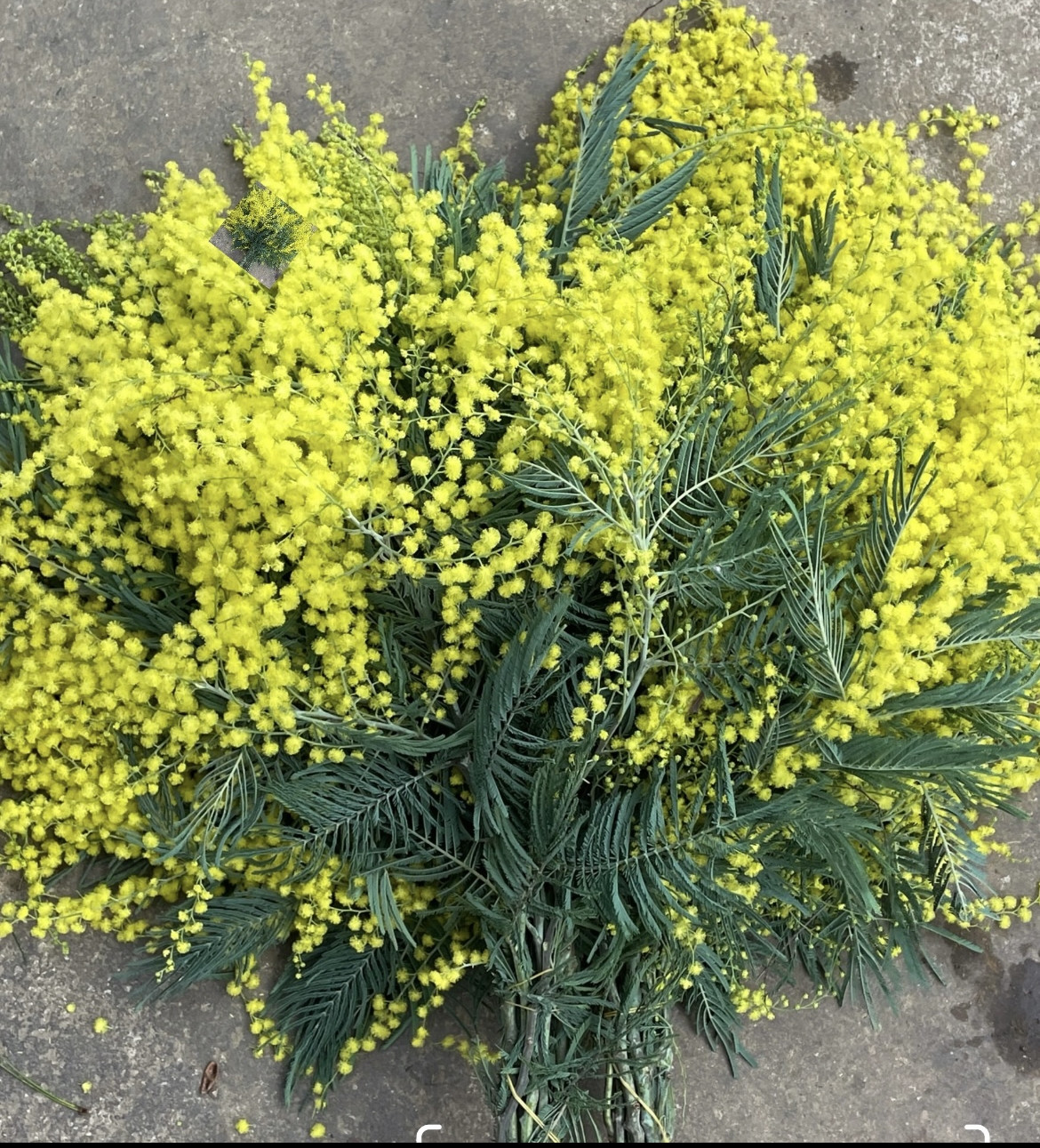 圣诞花*自带香味,鲜花速递/花卉仿真/绿植园艺,花材,淘宝优惠券,粉丝福利购,淘宝优惠卷