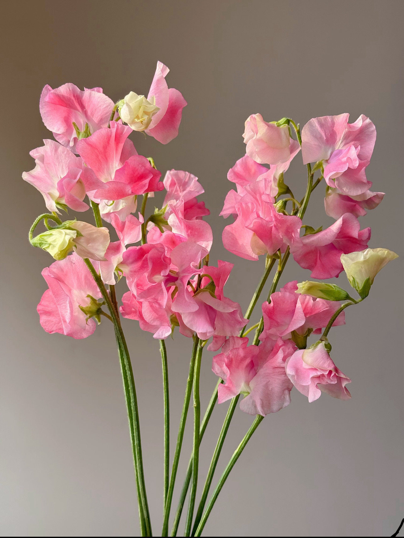 香豌豆「粉色」1扎,鲜花速递/花卉仿真/绿植园艺,花材,淘宝优惠券,粉丝福利购,淘宝优惠卷