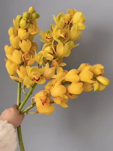 大花惠兰「黄金岁月」3支（0度地区拍保温·否则冻坏不售后）