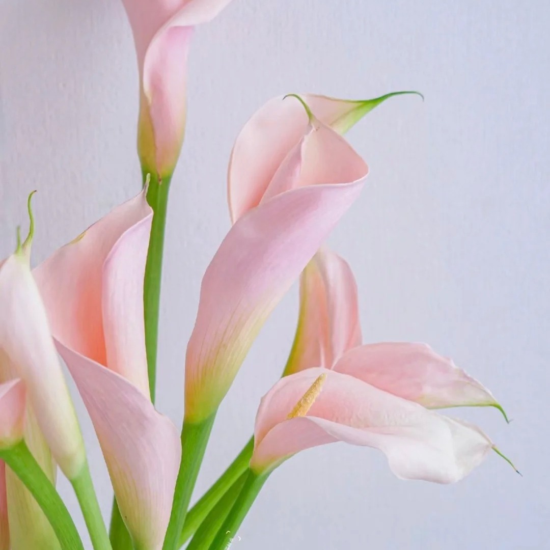 马蹄莲「火烈鸟」5支（1单中通·2单顺丰）