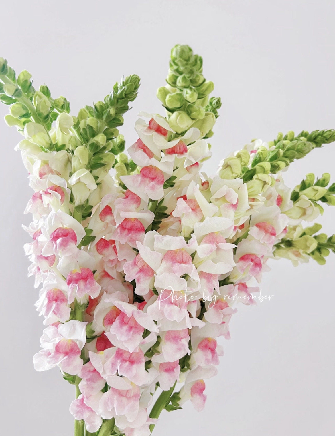 「金鱼草」粉白双色10支,鲜花速递/花卉仿真/绿植园艺,花材,淘宝优惠券,粉丝福利购,淘宝优惠卷