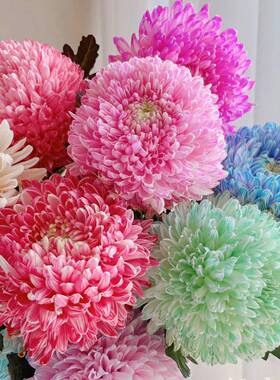牡丹菊鲜花青花瓷樱花粉紫色花期长好养护家庭养花鲜切花云南鲜花