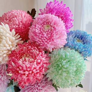牡丹菊鲜花青花瓷樱花粉紫色花期长好养护家庭养花鲜切花云南鲜花