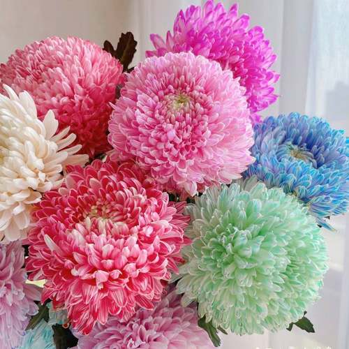 年宵花牡丹菊家居摆放显富贵