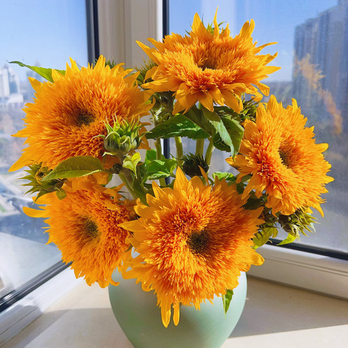 「泰迪向日葵」2支装（0度地区拍保温·否则冻坏不售后）