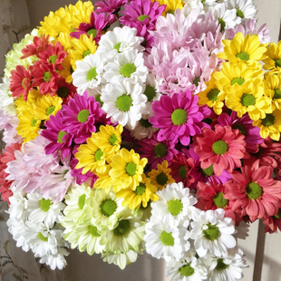 小雏菊「混色小雏菊」10支 2单中通3单顺丰