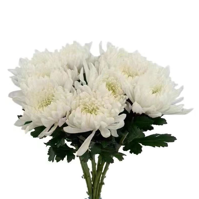清明节大黄白菊花鲜花束哀悼扫墓祭祖拜山求神佛祭祀鲜花束大菊花