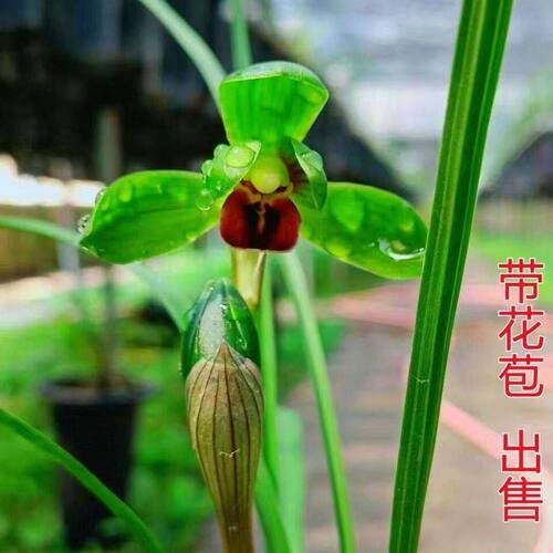 浓香型花苞花苗春兰红唇盆栽阳台