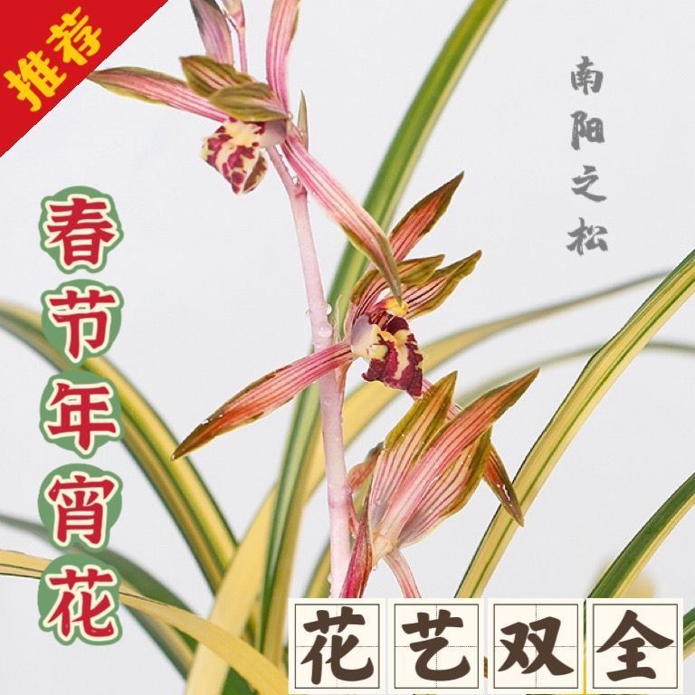 墨兰花苗铭品【南阳之松】兰博会中透十大名贵兰花室内外盆栽花卉