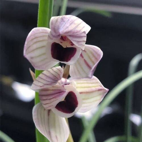 心心相印花苞云南自然引种兰花带