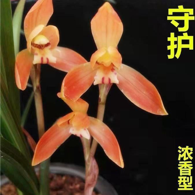 春兰带花苞易来花【守护】开花浓香型客厅室内外花卉大全阳台盆栽