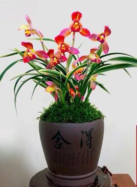 浓香型兰花金边建兰新品内外盆栽