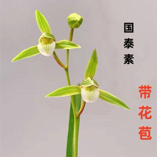 浓香型花苞福建内外兰花盆栽国泰
