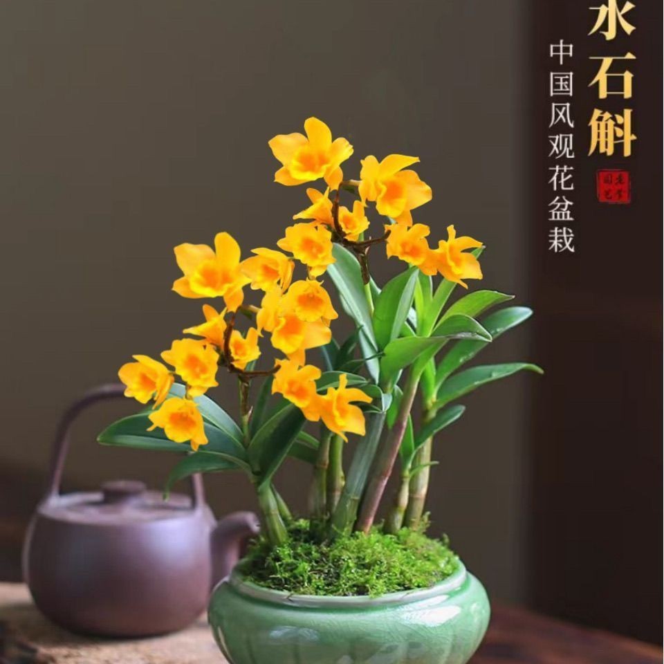 耐寒耐冻水培土养浓香香水石斛兰花漂亮室内桌面盆栽绿植