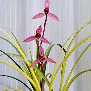 叶带艺云南莲瓣兰花苗【丝路花雨】室内外浓香型花卉绿植