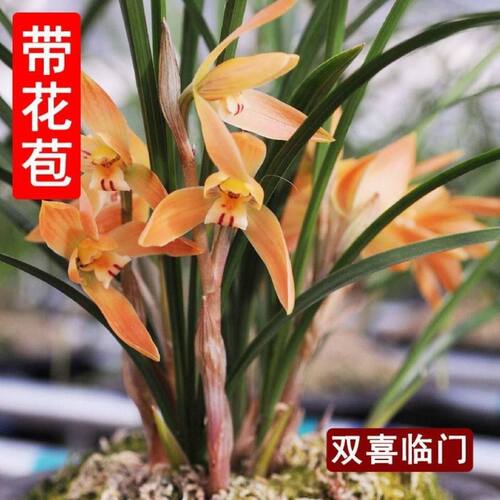 双喜临门浓香型花苞春兰新品水仙