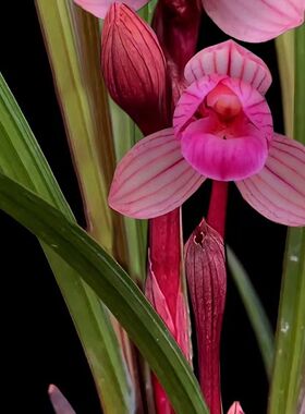 带花苞兰花荷瓣之王春兰【红花荷瓣】客厅阳台盆栽花卉大全绿植