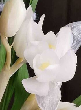 带花苞兰花荷瓣之王春兰【圣雪初心】客厅阳台盆栽花卉室内外绿植