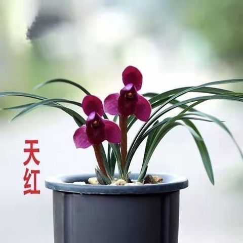 带花苞春兰老种苗高档荷瓣矮种型兰花苗【天红】阳台绿植花卉大全